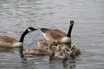 country goose family, Pylypow Wetlands, Edmonton, Alberta
