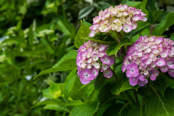 Fototapeta premium 紫陽花