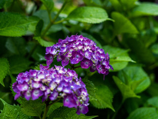 紫陽花の花
