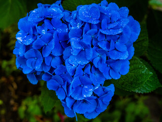 ハートの紫陽花