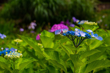 紫陽花