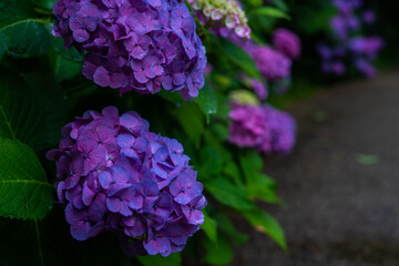 紫陽花