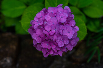 Obraz premium 濡れた紫陽花