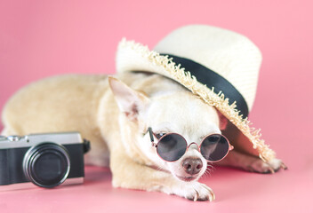 brown chihuahua dog wearing sunglasses lying down  on  pink background with straw hat and camera. summertime  traveling concept.