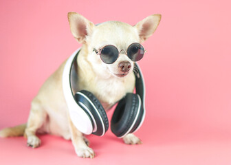  brown chihuahua dog wearing sunglasses and headphones around neck, sitting  on pink background. ...