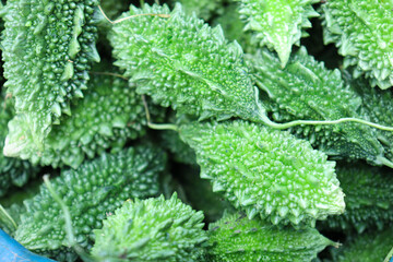 bitter melon stock on shop for sell