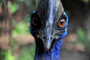 Close up of cassowary bird nature outdoor