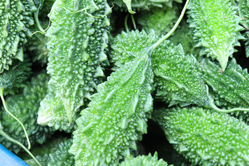 bitter melon stock on shop for sell