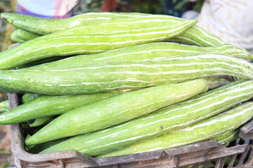 snake gourd stock on shop