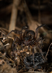 araña acechando