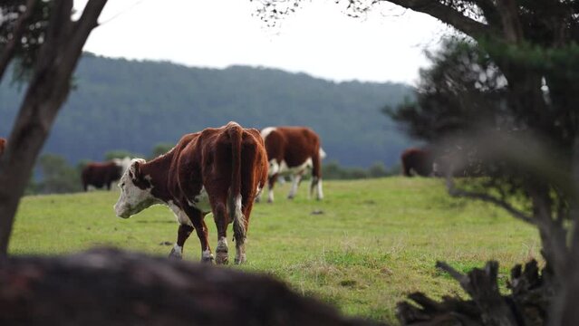 beautiful cattle in Australia eating grass, grazing on pasture. Herd of cows free range beef being regenerative raised on an agricultural farm. Sustainable farming of food crops. Cow in field