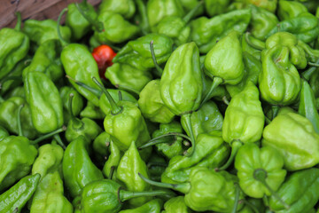 Obraz na płótnie Canvas green chili peppers stock on shop