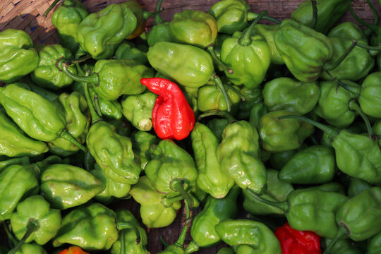 green chili peppers stock on shop