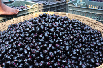 black java plum stock on shop