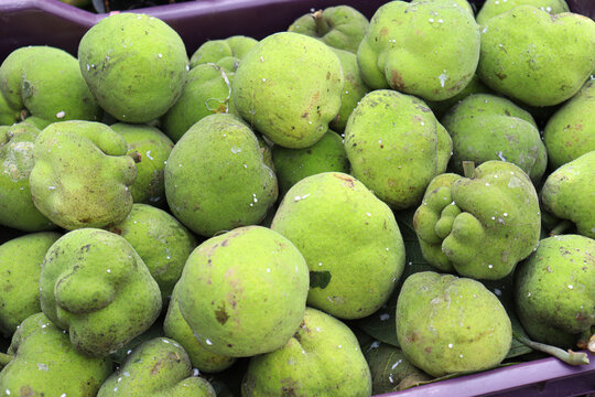 Artocarpus lacucha stock on shop