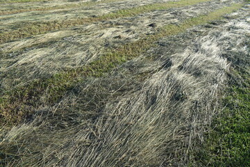 Cut Hay Grass in a Farm Field