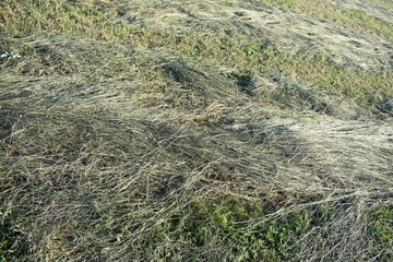 Cut Hay Grass in a Farm Field
