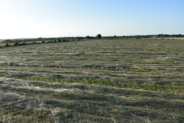 Cut Hay Grass in a Farm Field