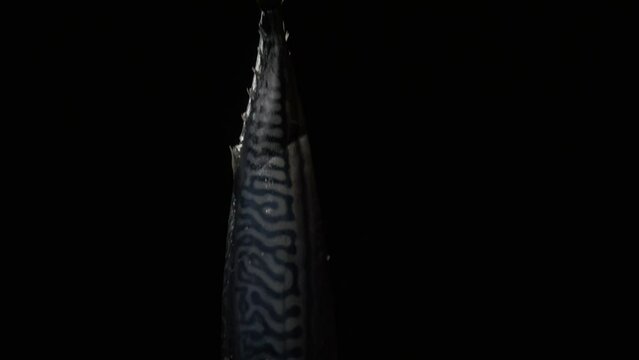 Fresh mackerel descends and appears in the frame