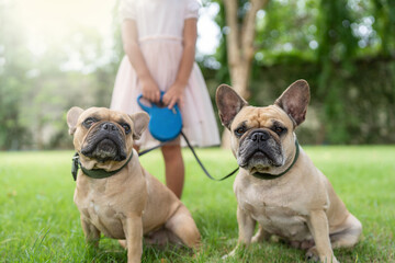 Girl Holding Leash Of Two French Bulldog At Garden In Summer.