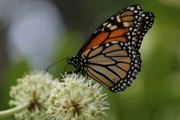 Close up shot of a monarch butterfly feeding on flower of rice paper plant, Tetrapanax papyrifer.