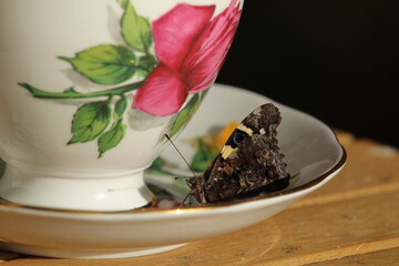 New Zealand yellow admiral butterfly, or kahukowhai, feeding from coconut blossom nectar on a dainty tea cup.