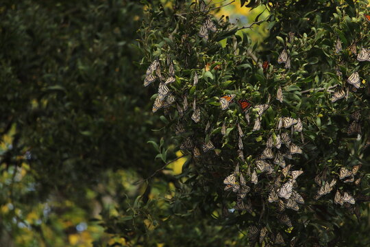 Landscape image of monarch butterflies overwintering. Monarchs are in 'reproductive diapause' when they are overwintering, and will reproduce again in spring.