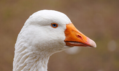 Domestic Goose portrait