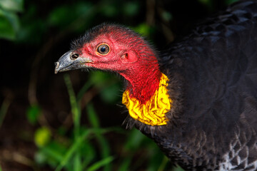 Australian Brush-turkey portrait