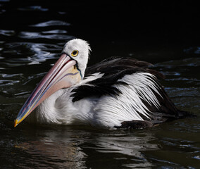 Australian Pelican on water