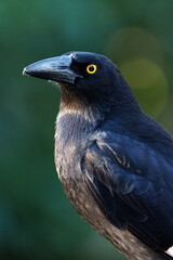 Pied Currawong portrait against bokeh background