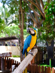 Cacatua Bird, cockatoo parrot at the zoo, funny domestic bird. Adorable cockatoo bird home pet in safe cage, tropical parrot 
