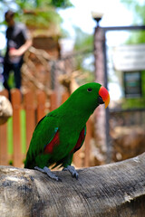Cacatua Bird, cockatoo parrot at the zoo, funny domestic bird. Adorable cockatoo bird home pet in safe cage, tropical parrot 
