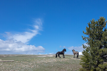 Wild Horse Stallions fighting under blue sky on the mountaintop in western United States