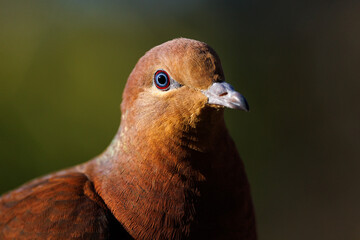 Brown Cuckoo-dove portrait