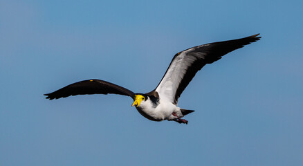Australian Masked Lapwing in flight