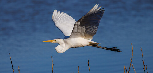 Eastern Great Egret in flight