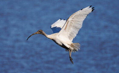 Australian White Ibis in flight