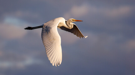 Eastern Great Egret in flight