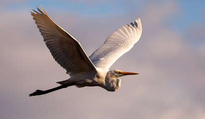Eastern Great Egret in flight