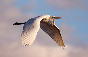 Eastern Great Egret in flight