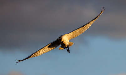 Royal Spoonbill in flight lit by golden sun