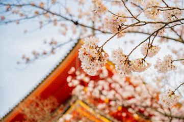 京都　清水寺の桜と三重塔