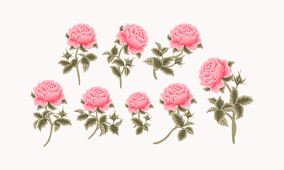 Vintage Hand Drawn Garden Pink Rose Flower Vector Illustration Elements, Clipart Collection for Wedding Invitation, Greeting Card Decoration Set, Aesthetic Nature Crafts, Art and Creative Projects