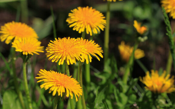 Photo of yellow dandelion flowers close-up on natural blurred background.