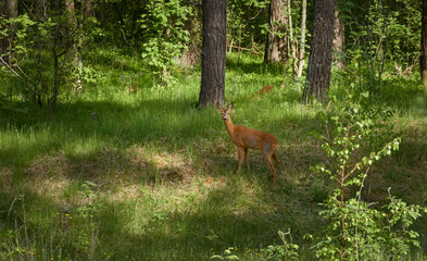 Cute ginger brown roe deer in a green summer forest. Idyllic landscape. Latvia. Wildlife, animals,...