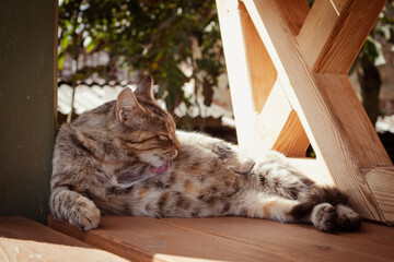 Cute mom cat is licking itself in sunny day