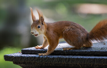 Eichhörnchen