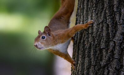 Eichhörnchen © PhotoArt