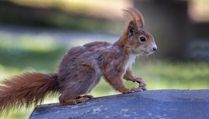 Eichhörnchen © PhotoArt